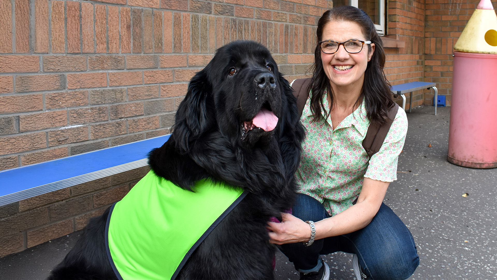 Newfoundland Dog With Person Water Rescue Dog Newf Rescue Service